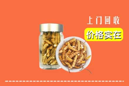 锡林郭勒东乌珠穆沁旗回收散虫草