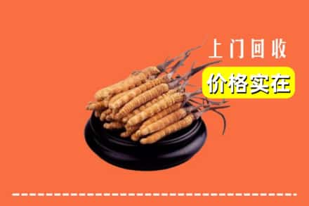 锡林郭勒东乌珠穆沁旗回收冬虫夏草
